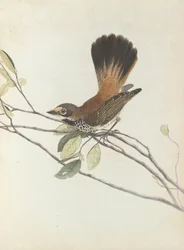 Orangefarbener Fliegenschnäpper. Lewin, John. Vögel von New South Wales mit ihrer Naturgeschichte. Sydney: G....